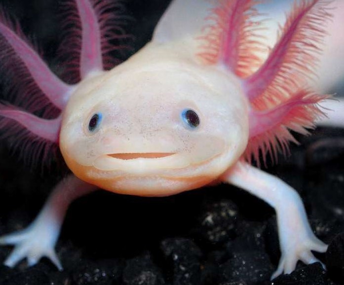Аксолотль